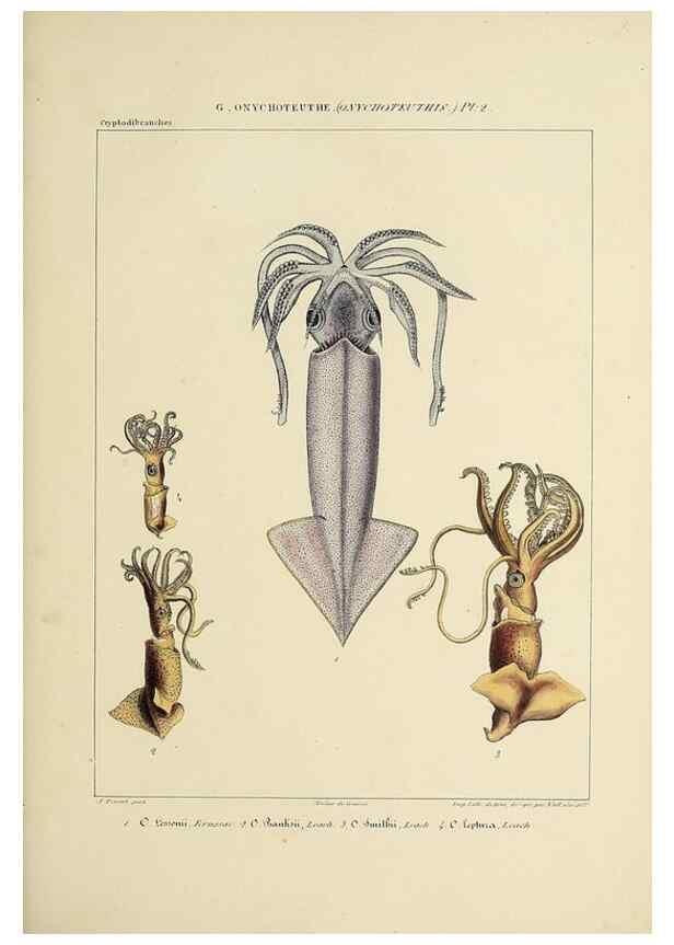 Reproducción/Reproduction 49435168312: Histoire naturelle, générale et particulière des céphalopodes acétabuifères viants, et fossiles :. Paris :Impr. de A. Lacour,1835-1848.. 
