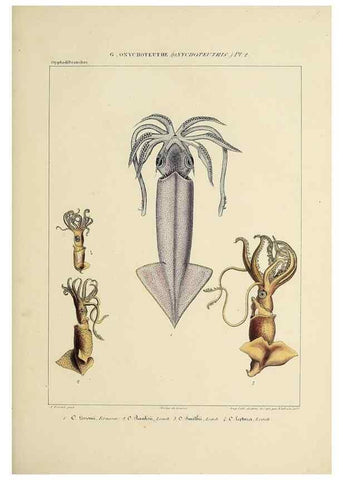 Reproducción/Reproduction 49435168312: Histoire naturelle, générale et particulière des céphalopodes acétabuifères viants, et fossiles :. Paris :Impr. de A. Lacour,1835-1848.. 