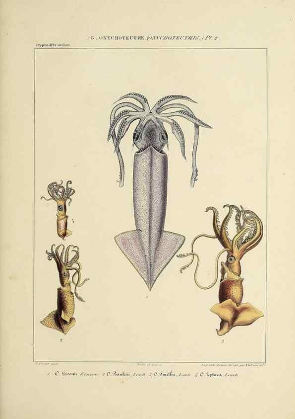 Reproducción/Reproduction 49435168312: Histoire naturelle, générale et particulière des céphalopodes acétabuifères viants, et fossiles :. Paris :Impr. de A. Lacour,1835-1848.. 
