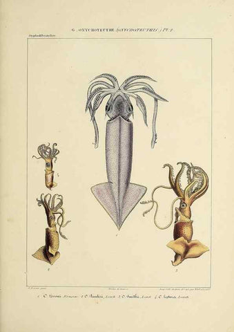 Reproducción/Reproduction 49435168312: Histoire naturelle, générale et particulière des céphalopodes acétabuifères viants, et fossiles :. Paris :Impr. de A. Lacour,1835-1848.. 