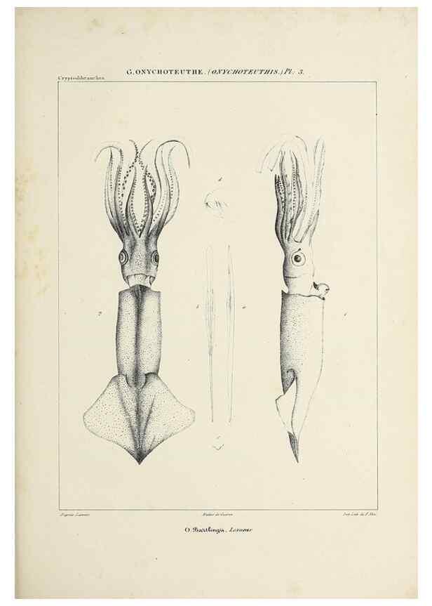 Reproducción/Reproduction 49434946246: Histoire naturelle, générale et particulière des céphalopodes acétabuifères viants, et fossiles :. Paris :Impr. de A. Lacour,1835-1848.. 