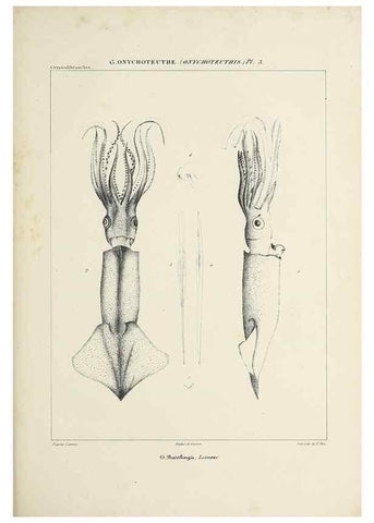 Reproducción/Reproduction 49434946246: Histoire naturelle, générale et particulière des céphalopodes acétabuifères viants, et fossiles :. Paris :Impr. de A. Lacour,1835-1848.. 