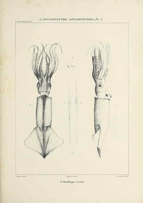 Reproducción/Reproduction 49434946246: Histoire naturelle, générale et particulière des céphalopodes acétabuifères viants, et fossiles :. Paris :Impr. de A. Lacour,1835-1848.. 