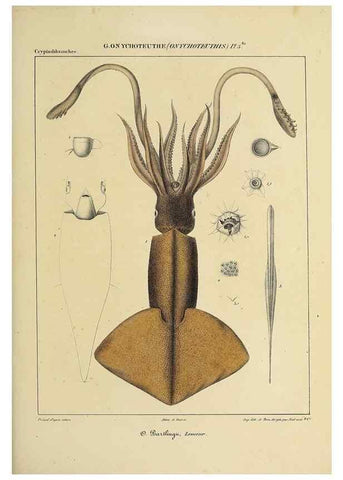 Reproducción/Reproduction 49434946626: Histoire naturelle, générale et particulière des céphalopodes acétabuifères viants, et fossiles :. Paris :Impr. de A. Lacour,1835-1848.. 