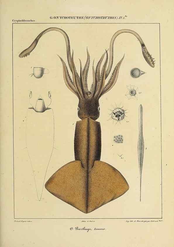 Reproducción/Reproduction 49434946626: Histoire naturelle, générale et particulière des céphalopodes acétabuifères viants, et fossiles :. Paris :Impr. de A. Lacour,1835-1848.. 
