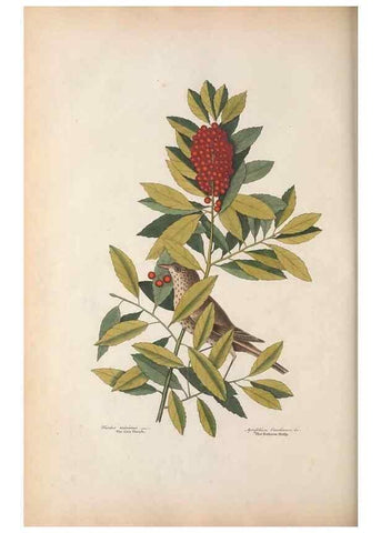 Reproducción/Reproduction 49456862266: The natural history of Carolina, Florida, and the Bahama Islands :. London :Printed for B. White,1771.. 