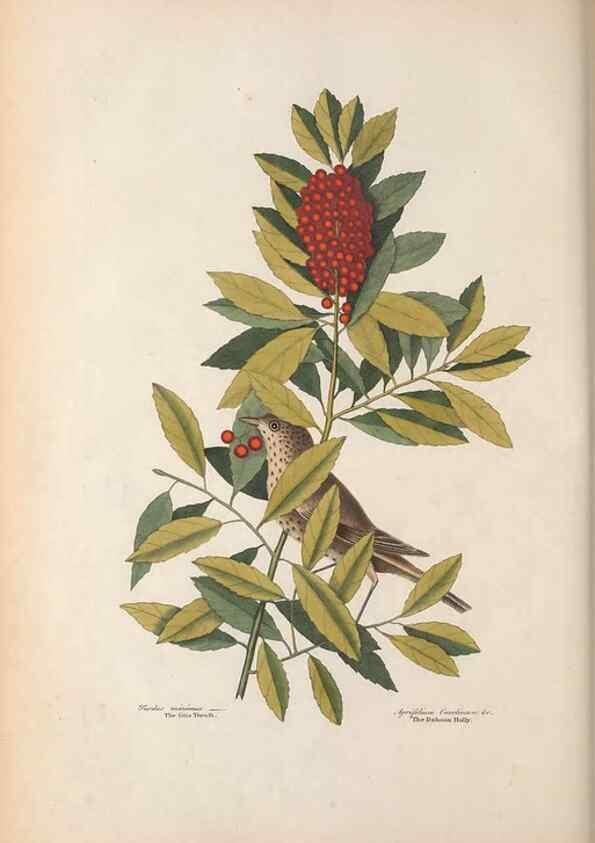 Reproducción/Reproduction 49456862266: The natural history of Carolina, Florida, and the Bahama Islands :. London :Printed for B. White,1771.. 