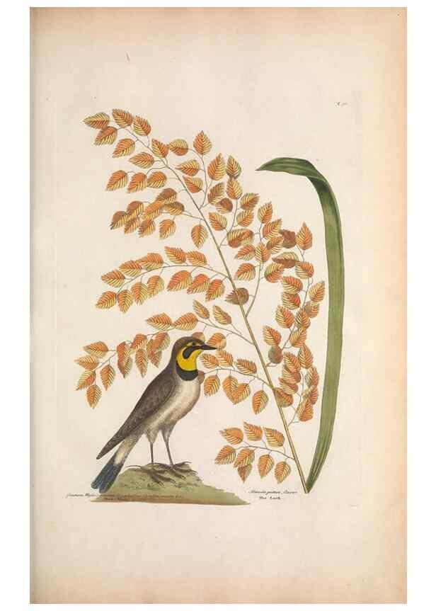 Reproducción/Reproduction 49456390243: The natural history of Carolina, Florida, and the Bahama Islands :. London :Printed for B. White,1771.. 