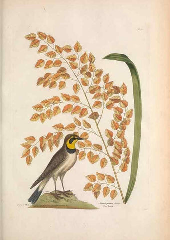 Reproducción/Reproduction 49456390243: The natural history of Carolina, Florida, and the Bahama Islands :. London :Printed for B. White,1771.. 