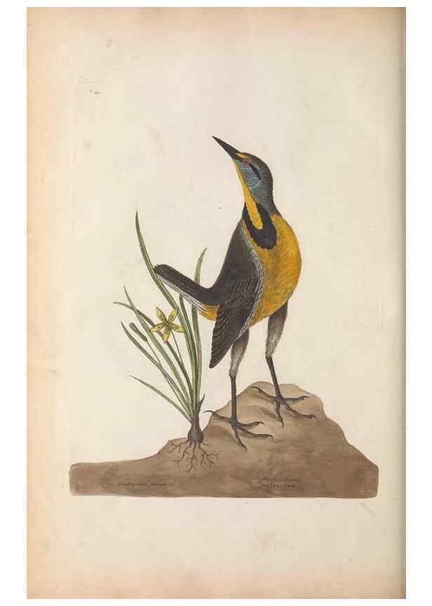Reproducción/Reproduction 49457095877: The natural history of Carolina, Florida, and the Bahama Islands :. London :Printed for B. White,1771.. 