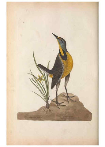 Reproducción/Reproduction 49457095877: The natural history of Carolina, Florida, and the Bahama Islands :. London :Printed for B. White,1771.. 
