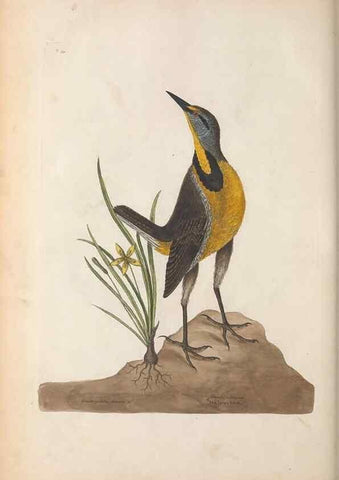 Reproducción/Reproduction 49457095877: The natural history of Carolina, Florida, and the Bahama Islands :. London :Printed for B. White,1771.. 