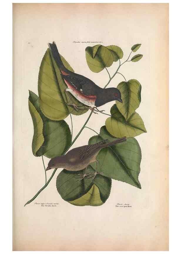 Reproducción/Reproduction 49456391128: The natural history of Carolina, Florida, and the Bahama Islands :. London :Printed for B. White,1771.. 