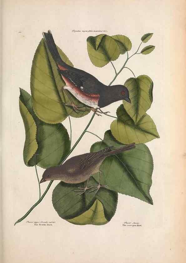 Reproducción/Reproduction 49456391128: The natural history of Carolina, Florida, and the Bahama Islands :. London :Printed for B. White,1771.. 