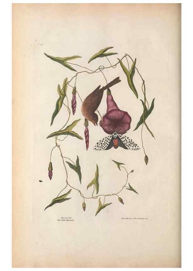 Reproducción/Reproduction 49456391568: The natural history of Carolina, Florida, and the Bahama Islands :. London :Printed for B. White,1771.. 
