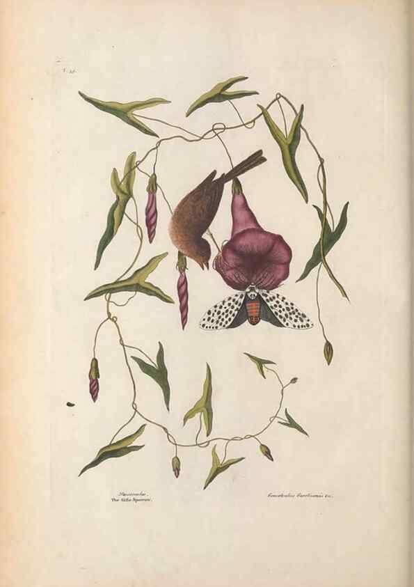 Reproducción/Reproduction 49456391568: The natural history of Carolina, Florida, and the Bahama Islands :. London :Printed for B. White,1771.. 