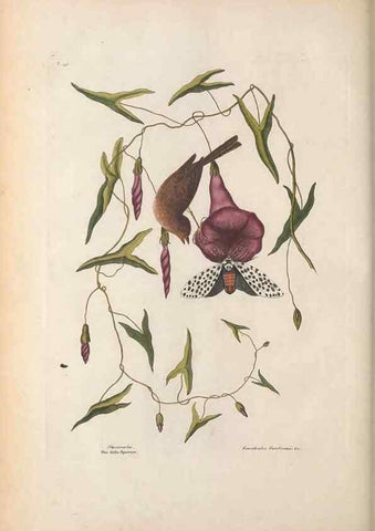 Reproducción/Reproduction 49456391568: The natural history of Carolina, Florida, and the Bahama Islands :. London :Printed for B. White,1771.. 