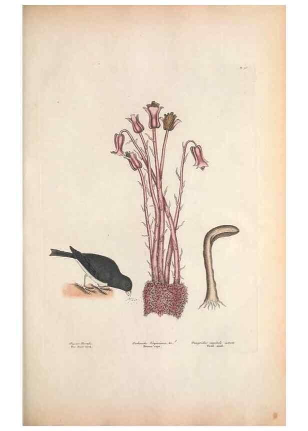 Reproducción/Reproduction 49456391978: The natural history of Carolina, Florida, and the Bahama Islands :. London :Printed for B. White,1771.. 