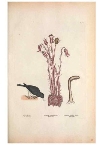 Reproducción/Reproduction 49456391978: The natural history of Carolina, Florida, and the Bahama Islands :. London :Printed for B. White,1771.. 