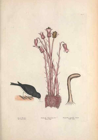 Reproducción/Reproduction 49456391978: The natural history of Carolina, Florida, and the Bahama Islands :. London :Printed for B. White,1771.. 