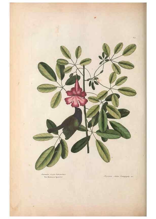 Reproducción/Reproduction 49456392383: The natural history of Carolina, Florida, and the Bahama Islands :. London :Printed for B. White,1771.. 