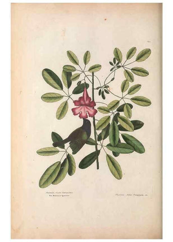 Reproducción/Reproduction 49456392383: The natural history of Carolina, Florida, and the Bahama Islands :. London :Printed for B. White,1771.. 