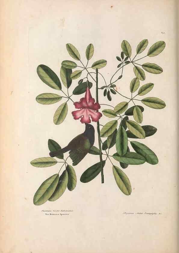 Reproducción/Reproduction 49456392383: The natural history of Carolina, Florida, and the Bahama Islands :. London :Printed for B. White,1771.. 