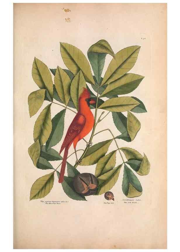Reproducción/Reproduction 49457097867: The natural history of Carolina, Florida, and the Bahama Islands :. London :Printed for B. White,1771.. 