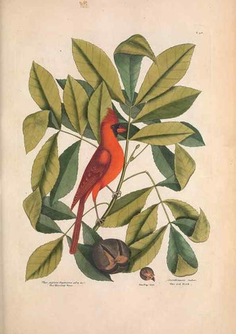 Reproducción/Reproduction 49457097867: The natural history of Carolina, Florida, and the Bahama Islands :. London :Printed for B. White,1771.. 