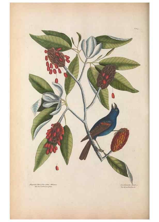 Reproducción/Reproduction 49456865621: The natural history of Carolina, Florida, and the Bahama Islands :. London :Printed for B. White,1771.. 