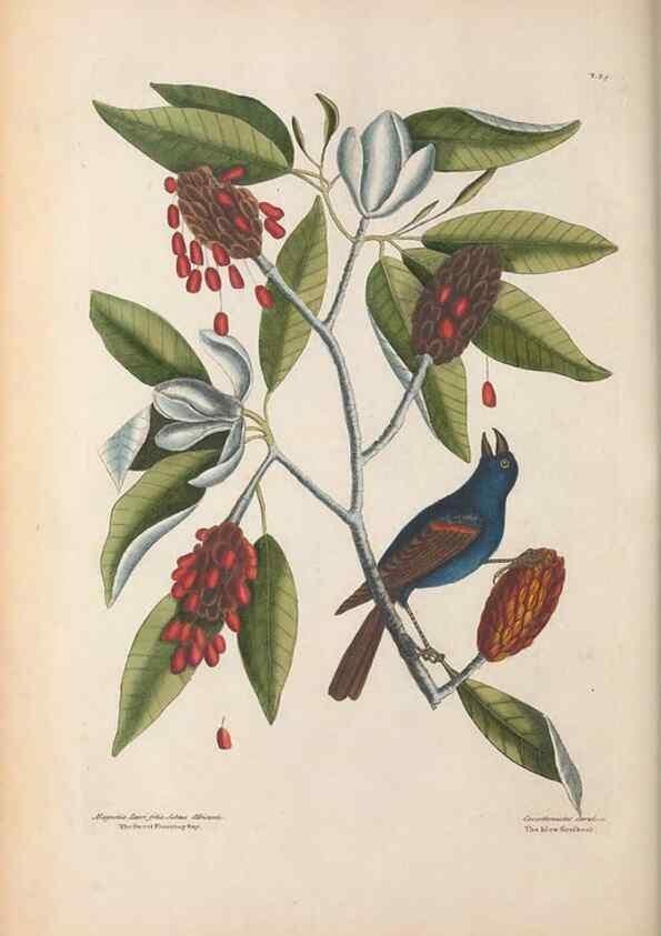 Reproducción/Reproduction 49456865621: The natural history of Carolina, Florida, and the Bahama Islands :. London :Printed for B. White,1771.. 