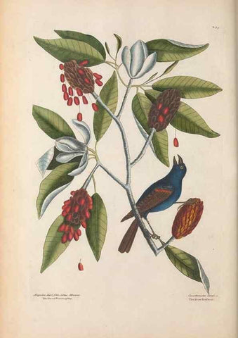 Reproducción/Reproduction 49456865621: The natural history of Carolina, Florida, and the Bahama Islands :. London :Printed for B. White,1771.. 