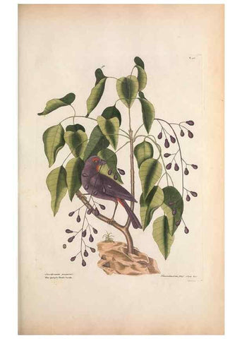 Reproducción/Reproduction 49457098657: The natural history of Carolina, Florida, and the Bahama Islands :. London :Printed for B. White,1771.. 