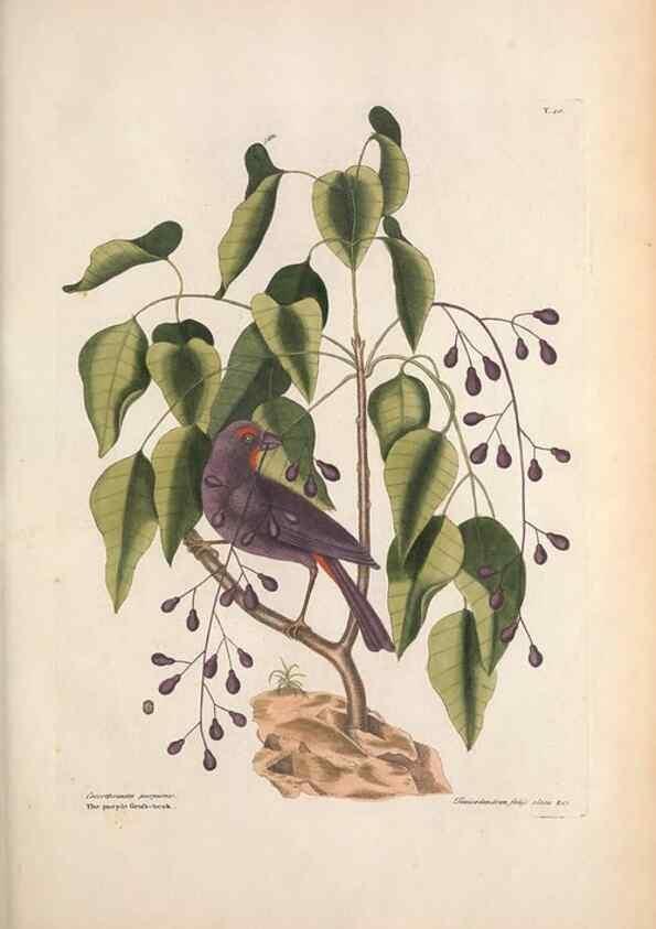 Reproducción/Reproduction 49457098657: The natural history of Carolina, Florida, and the Bahama Islands :. London :Printed for B. White,1771.. 