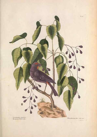 Reproducción/Reproduction 49457098657: The natural history of Carolina, Florida, and the Bahama Islands :. London :Printed for B. White,1771.. 