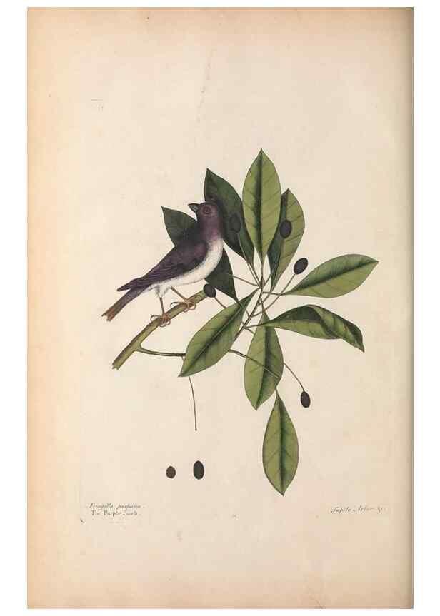 Reproducción/Reproduction 49457098997: The natural history of Carolina, Florida, and the Bahama Islands :. London :Printed for B. White,1771.. 