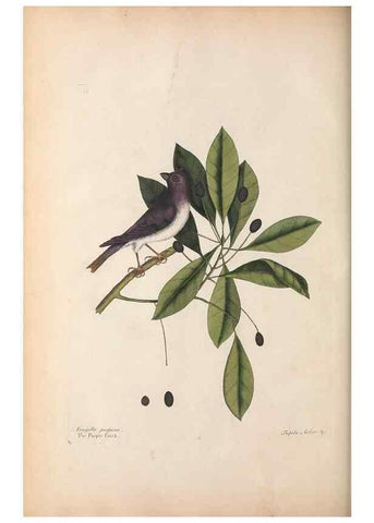 Reproducción/Reproduction 49457098997: The natural history of Carolina, Florida, and the Bahama Islands :. London :Printed for B. White,1771.. 