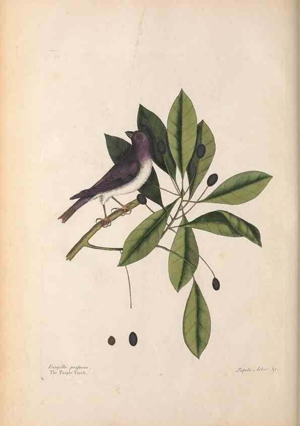 Reproducción/Reproduction 49457098997: The natural history of Carolina, Florida, and the Bahama Islands :. London :Printed for B. White,1771.. 