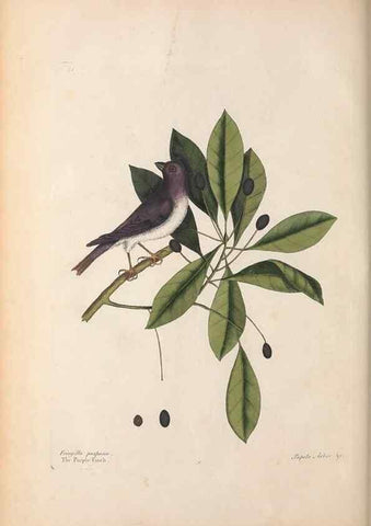 Reproducción/Reproduction 49457098997: The natural history of Carolina, Florida, and the Bahama Islands :. London :Printed for B. White,1771.. 