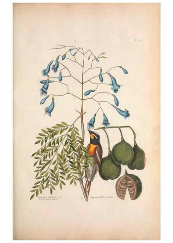 Reproducción/Reproduction 49456394273: The natural history of Carolina, Florida, and the Bahama Islands :. London :Printed for B. White,1771.. 