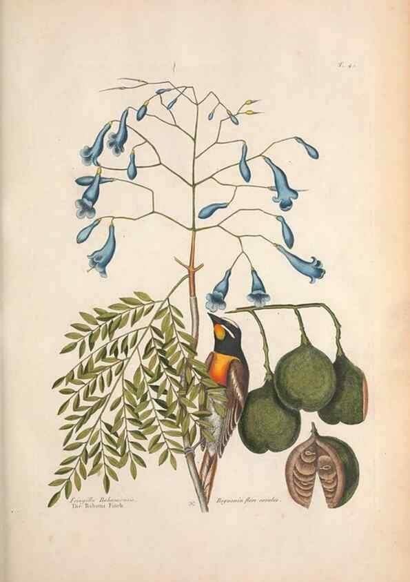 Reproducción/Reproduction 49456394273: The natural history of Carolina, Florida, and the Bahama Islands :. London :Printed for B. White,1771.. 