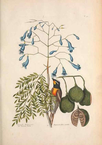Reproducción/Reproduction 49456394273: The natural history of Carolina, Florida, and the Bahama Islands :. London :Printed for B. White,1771.. 