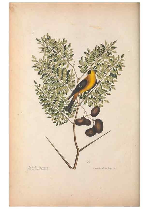 Reproducción/Reproduction 49456394668: The natural history of Carolina, Florida, and the Bahama Islands :. London :Printed for B. White,1771.. 