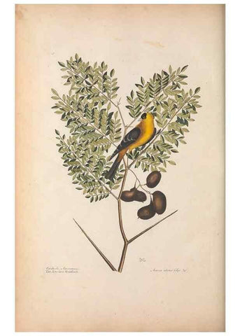Reproducción/Reproduction 49456394668: The natural history of Carolina, Florida, and the Bahama Islands :. London :Printed for B. White,1771.. 
