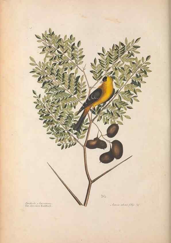Reproducción/Reproduction 49456394668: The natural history of Carolina, Florida, and the Bahama Islands :. London :Printed for B. White,1771.. 