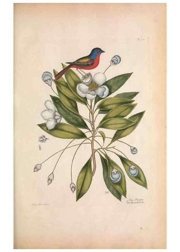 Reproducción/Reproduction 49457100157: The natural history of Carolina, Florida, and the Bahama Islands :. London :Printed for B. White,1771.. 