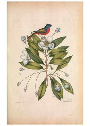 Reproducción/Reproduction 49457100157: The natural history of Carolina, Florida, and the Bahama Islands :. London :Printed for B. White,1771.. 