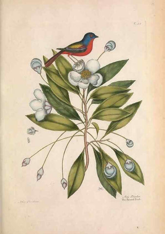 Reproducción/Reproduction 49457100157: The natural history of Carolina, Florida, and the Bahama Islands :. London :Printed for B. White,1771.. 