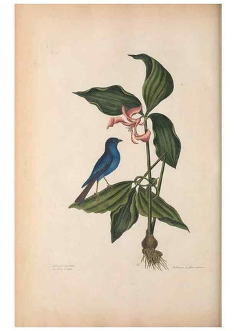 Reproducción/Reproduction 49456867951: The natural history of Carolina, Florida, and the Bahama Islands :. London :Printed for B. White,1771.. 