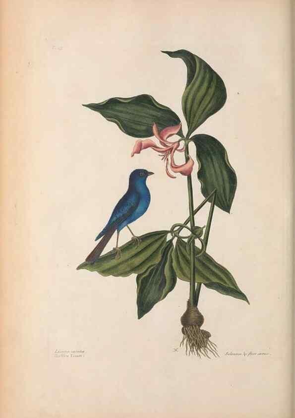 Reproducción/Reproduction 49456867951: The natural history of Carolina, Florida, and the Bahama Islands :. London :Printed for B. White,1771.. 